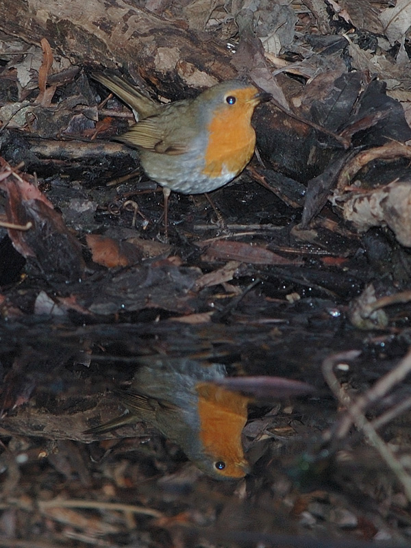 Pettirosso - Erithacus rubecula